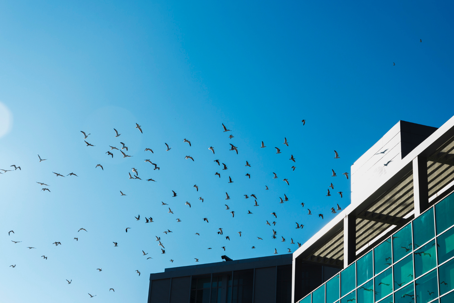 bird-flock-flying